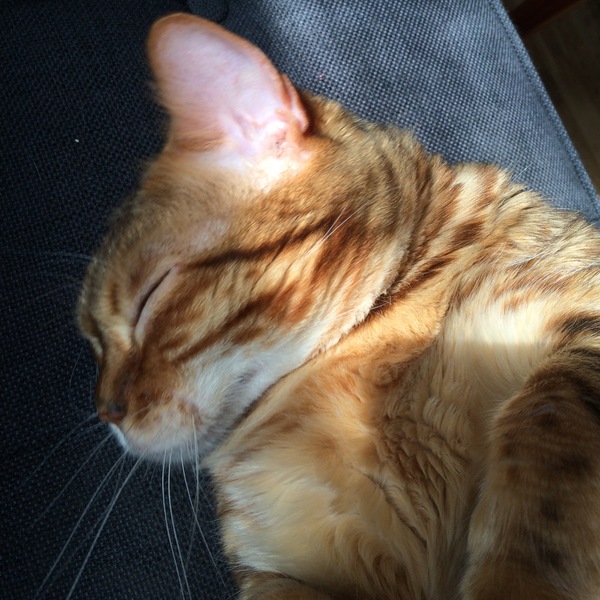 Bengal cat: AIBU?
