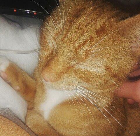 To think that a cat doesn't actually need a name?