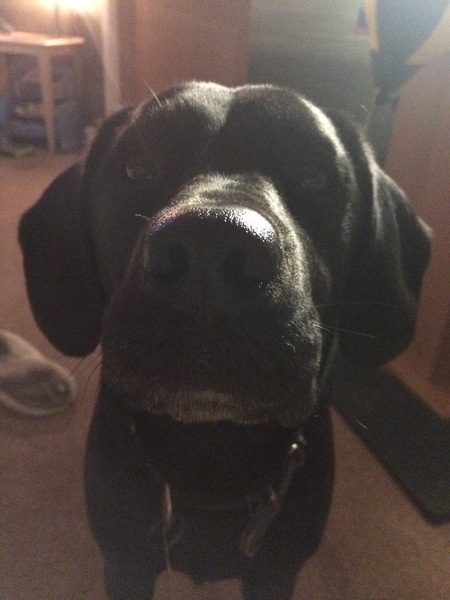 Find out what Mumsnetters thought of the Pedigree® Dog Food Range. £300 voucher prize draw for testers’ feedback. NOW CLOSED