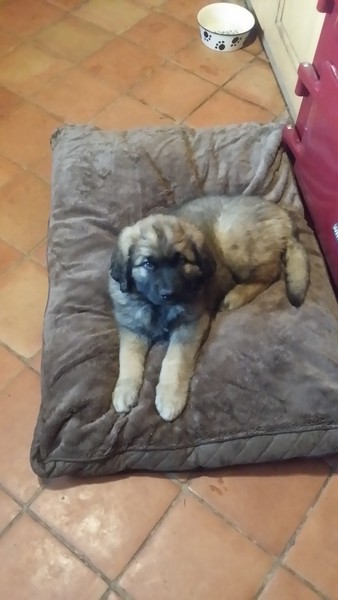 Water bowl for leonberger puppy