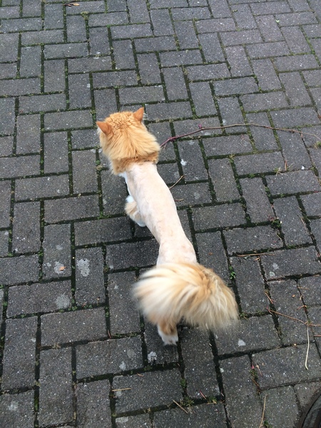 AIBU to make my ginger kitten look like a tiny lion? (pics)