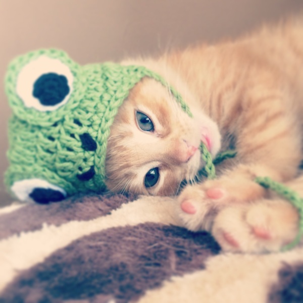 AIBU to make my ginger kitten look like a tiny lion? (pics)