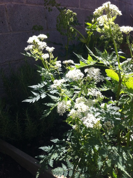 Can anyone tell me what these plants are?