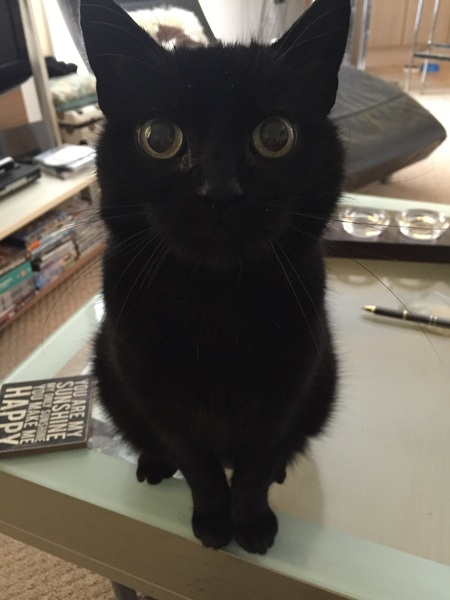 Ollie update
