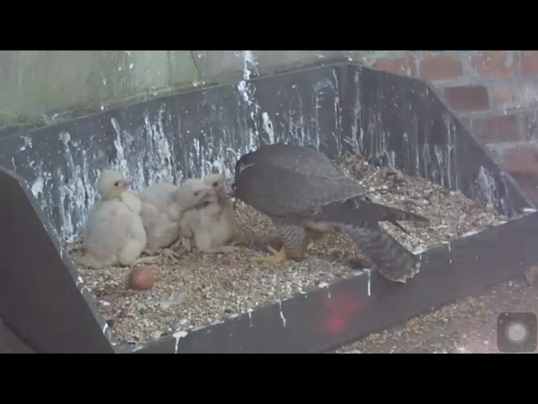 Had a lovely 30 minutes watching the birds in the front garden