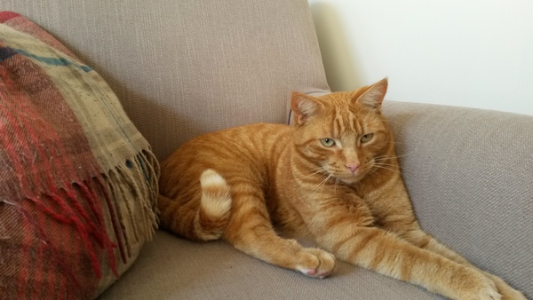 AIBU to make my ginger kitten look like a tiny lion? (pics)