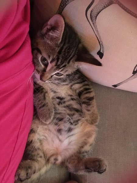 AIBU to make my ginger kitten look like a tiny lion? (pics)