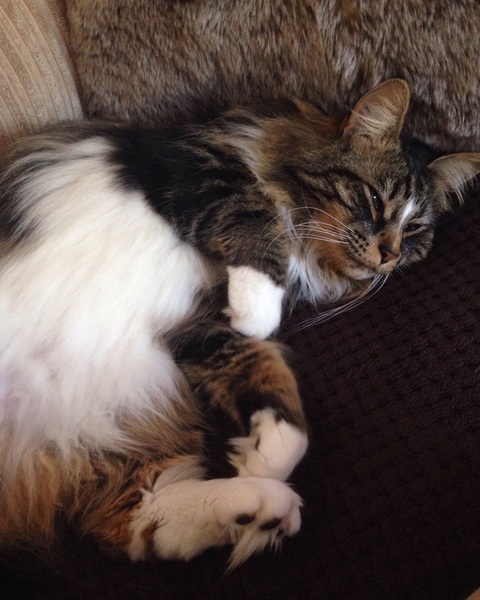 the paw - pictures