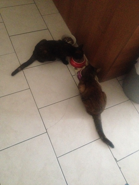 New Kitten and Older Cat....