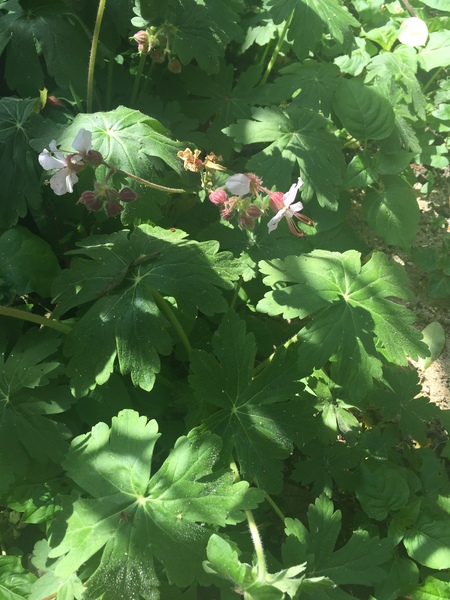 Please help me recognise these plants!
