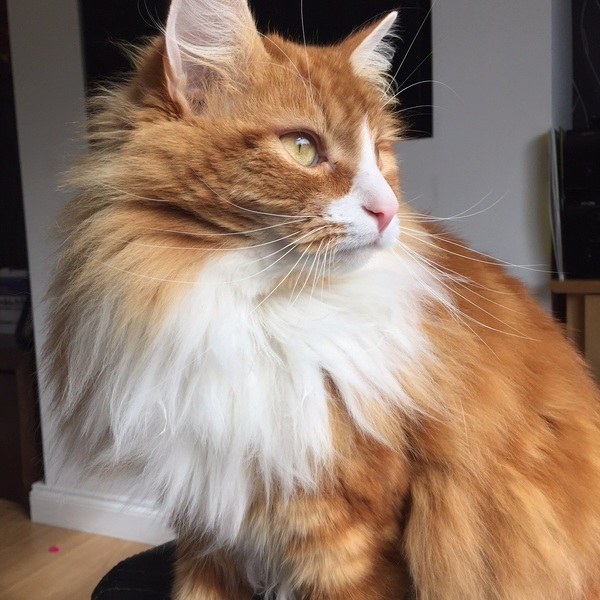 the paw - pictures