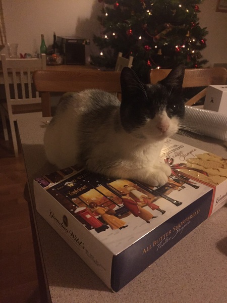 Unwell Siamese - any help appreciated