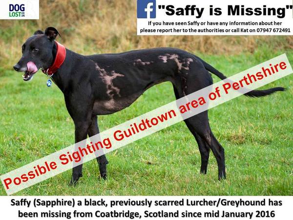Anyone in Guildtown area of Perthshire? Sighting of my friend's missing rescue dog - please, please look at this photo and share it.