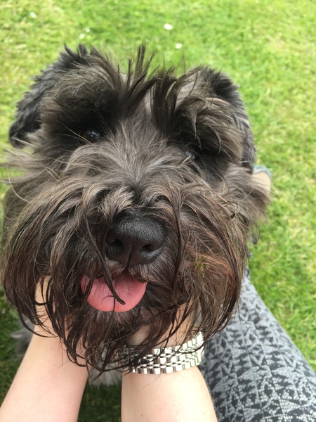 Miniature Schnauzers