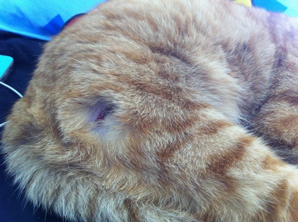 Do I take him to the vets for a cut?