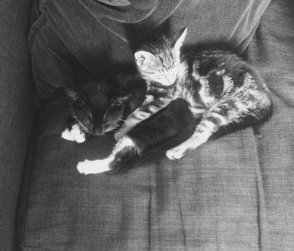 Second kitten introduced
