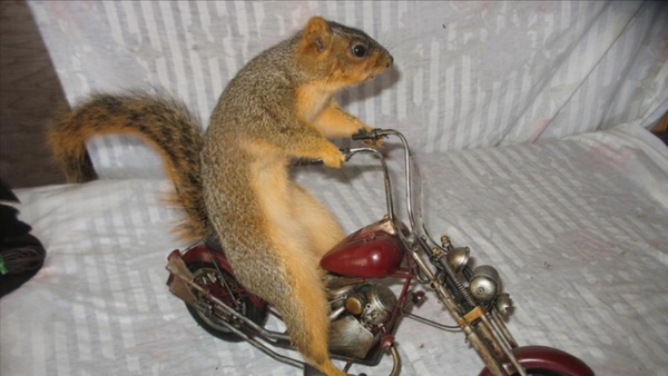 WWYD squirrelgate