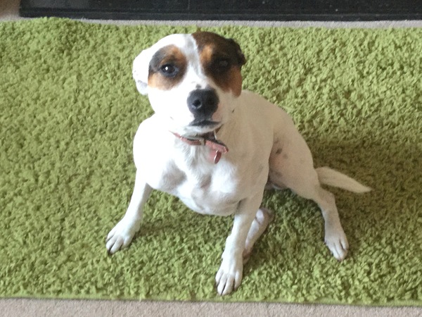 Has anyone managed to stop a dog from digging?