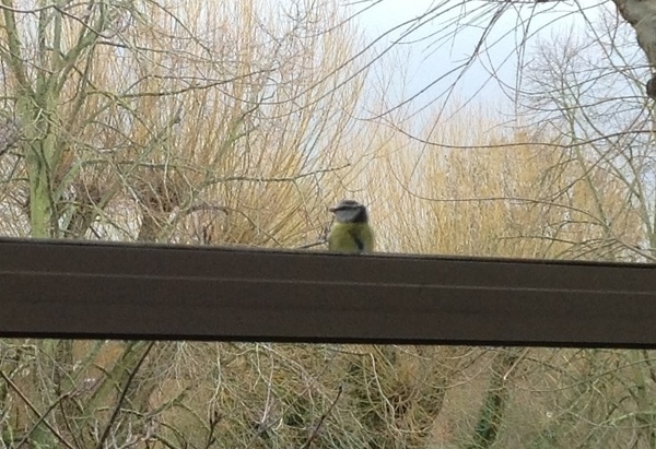 I've left the children (8 and 4 respectively ) home alone.