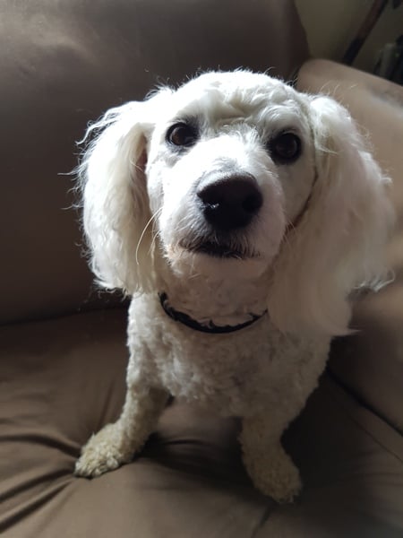 Find out what Mumsnetters thought of the Pedigree® Dog Food Range. £300 voucher prize draw for testers’ feedback. NOW CLOSED