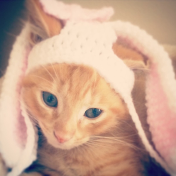 AIBU to make my ginger kitten look like a tiny lion? (pics)