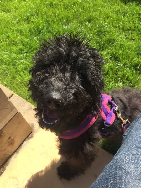 Key reasons for getting a dog - share them here - chance to WIN £300 NOW CLOSED