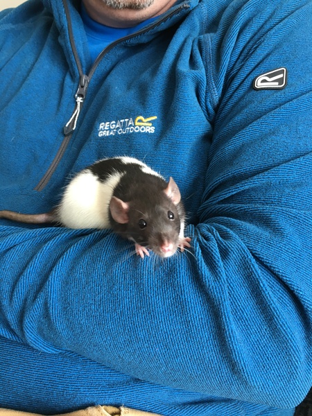 to be pissed off when people say ewwwww..........(Note from MNHQ: this is NOT a trigger warning, but just gently letting you know that this thread contains pics of pet rats)