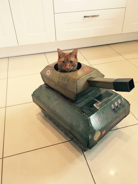 AIBU to make my ginger kitten look like a tiny lion? (pics)