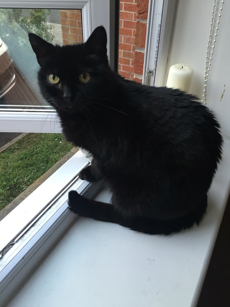 Ollie update