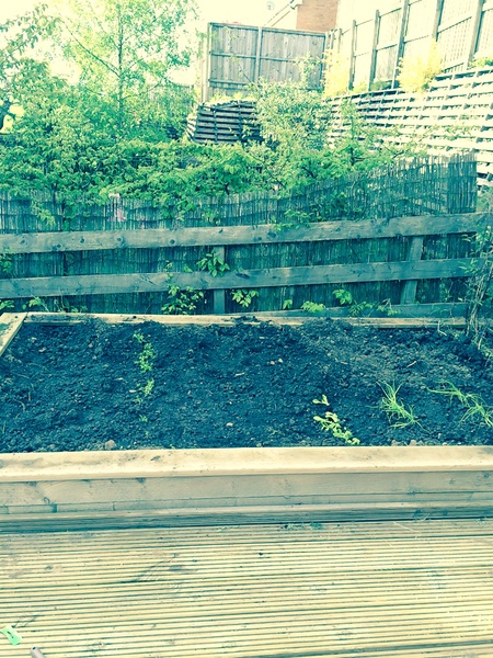 Allotment/Veg Patch Thread 5 - The Diggers Rest !