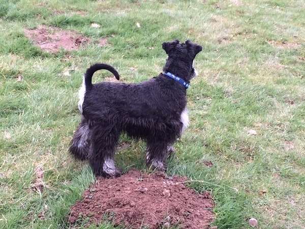 What does your dog do that gives you cute rage?