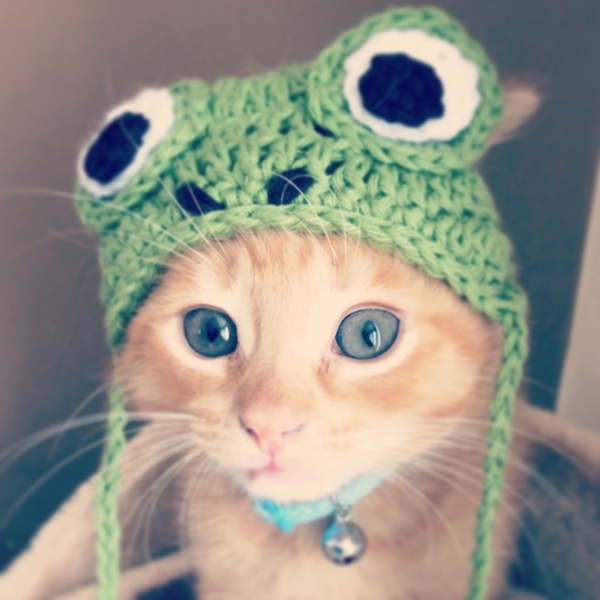 AIBU to make my ginger kitten look like a tiny lion? (pics)