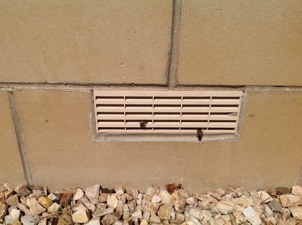 To let bees nest under our house?