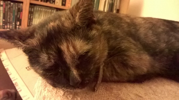 At last - I have cats!