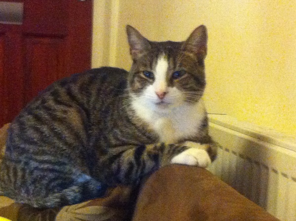 the paw - pictures