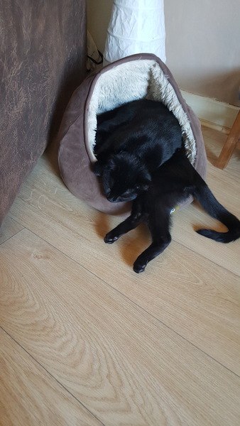first couple of days with new rescue cat