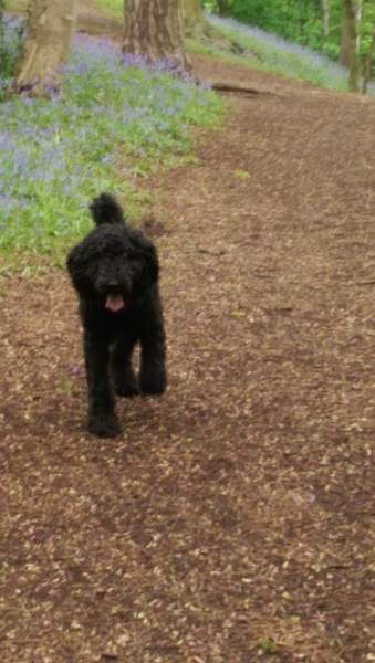 Would any poodle cross owners be interested in a separate forum on here where we can (hopefully) talk without judgement?