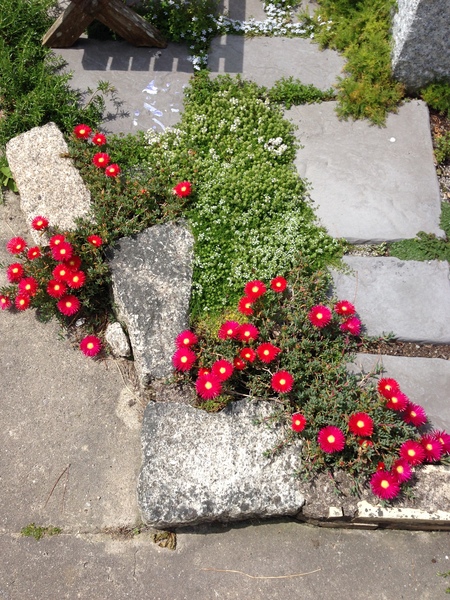 Tell me about ice plants