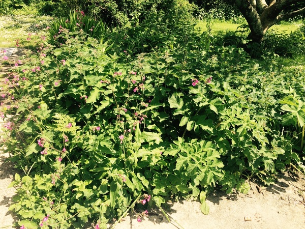 Overgrown nettles!