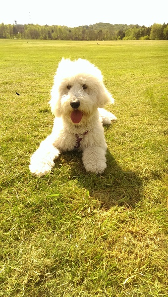 Show us your dogs?