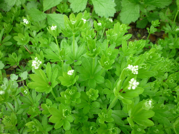help with plant identification please!