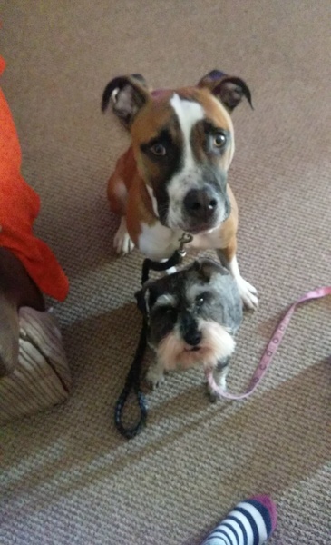 Show us your dogs?