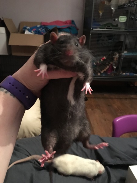 to be pissed off when people say ewwwww..........(Note from MNHQ: this is NOT a trigger warning, but just gently letting you know that this thread contains pics of pet rats)