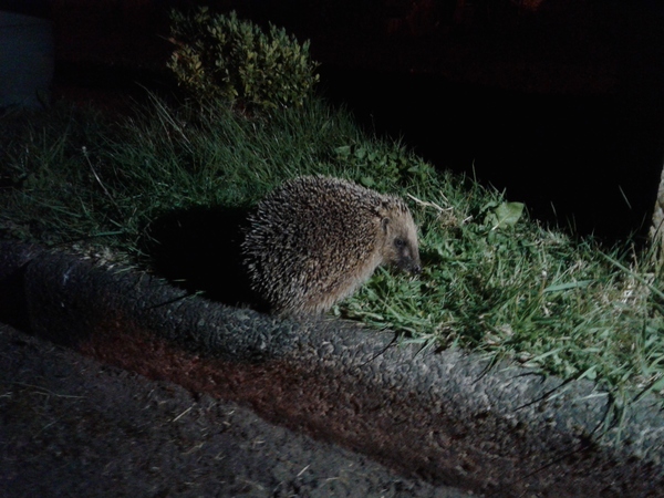 Had a lovely 30 minutes watching the birds in the front garden