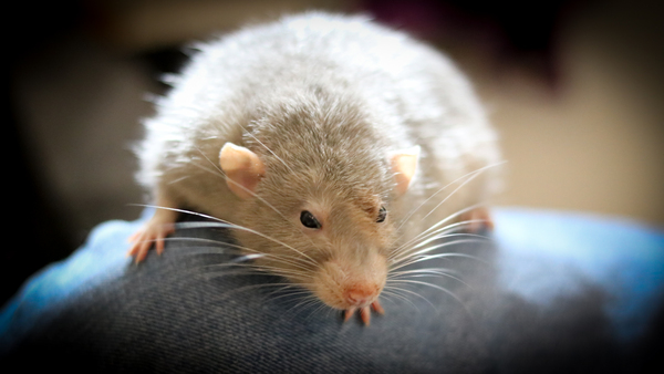 Ashi the rat is really ill :(