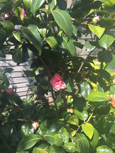Please help me recognise these plants!