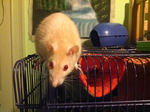 to be pissed off when people say ewwwww..........(Note from MNHQ: this is NOT a trigger warning, but just gently letting you know that this thread contains pics of pet rats)