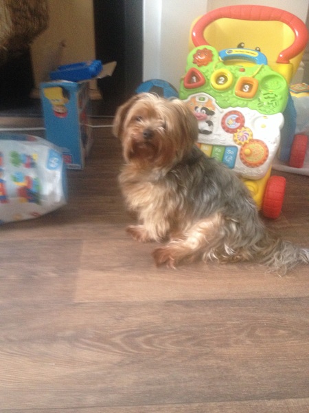 Anyone have a dog with a tumour?