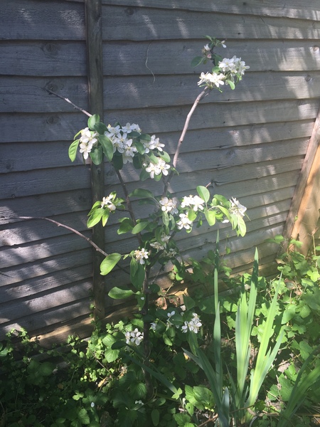 Please help me recognise these plants!