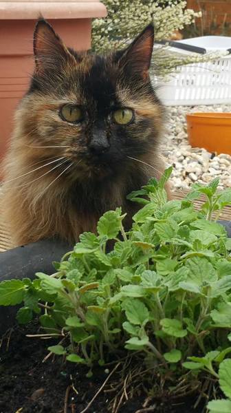The catnip has regrown... (hidden to recover over winter)